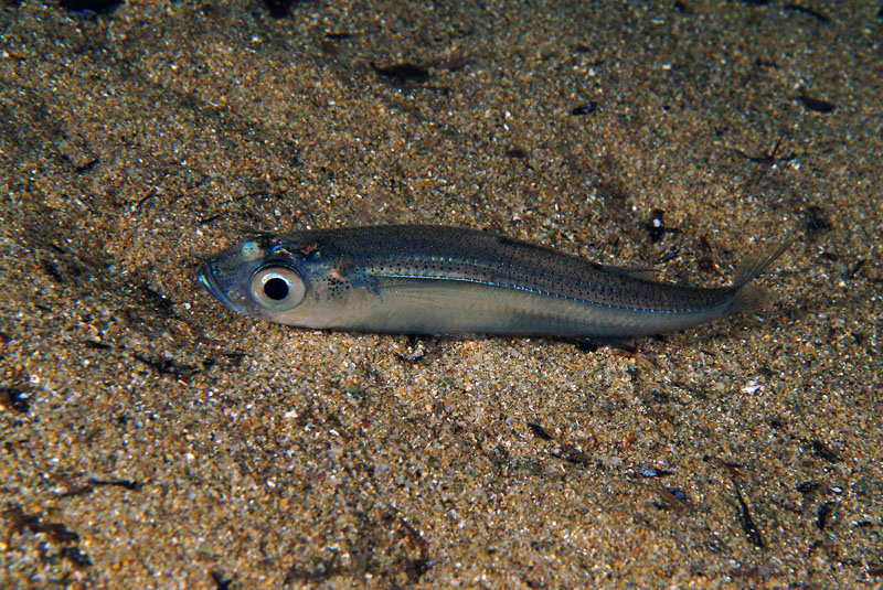 Atherina boyeri e Atherina hepsetus